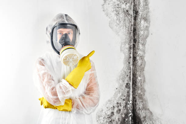 Best Residential Mold Inspection & Testing in Hailey, ID